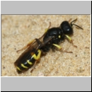 Crabro peltarius - Grabwespe w19 11mm - Sandgrube Niedringhaussee.jpg